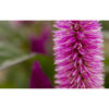 sony-SAL30M28-